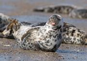 Kegelrobbe - Grey Seal  (Halichoerus grypus)